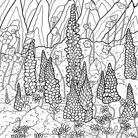 Colorful Lupine Flower Field Coloring Page