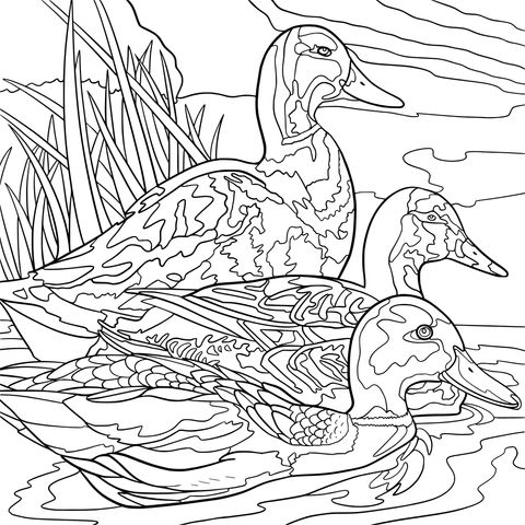 Ducks in the Water Coloring Page