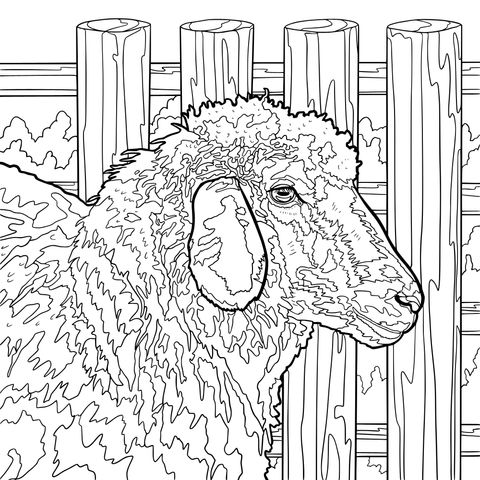 Coloring Page of a Sheep by the Fence