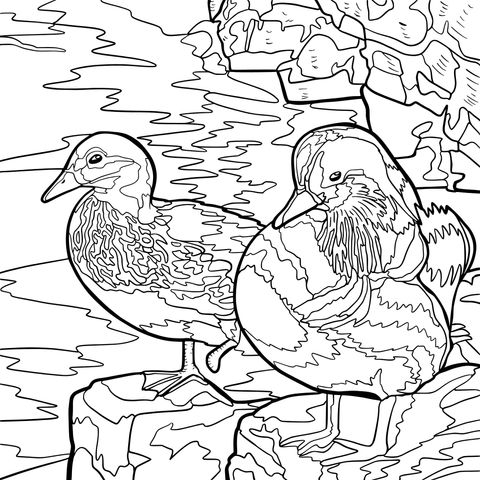 Mandarin Duck - themed Coloring Page