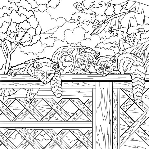 Coloring Page of Raccoons Lying on a Wooden Rail