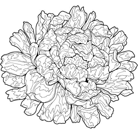 Vibrant Flower Coloring Page