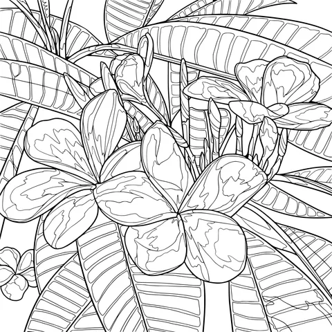 Colorful Plumeria and Green Leaves
