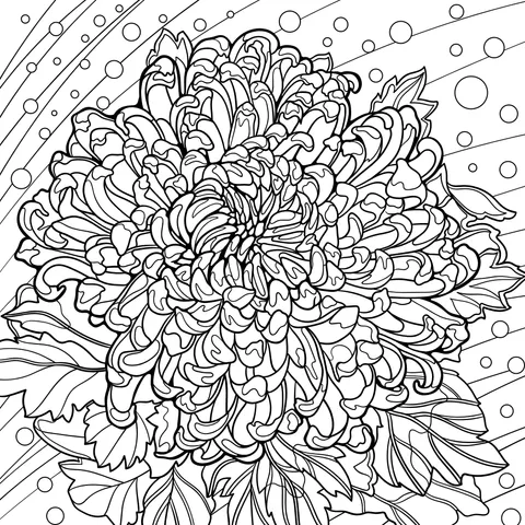 Colorful Chrysanthemum Illustration