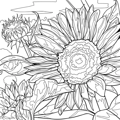 Blooming Sunflowers