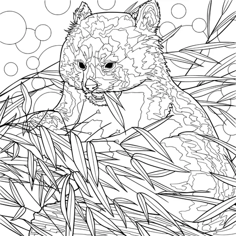Red panda eating bamboo
