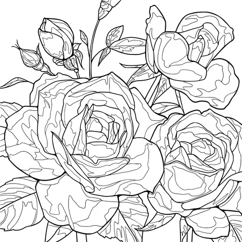 Orange Roses