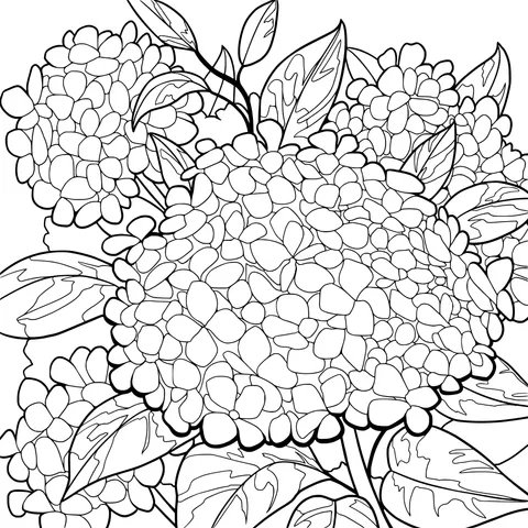 Colorful Hydrangeas