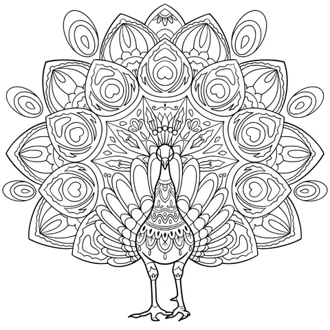 Gorgeous Peacock