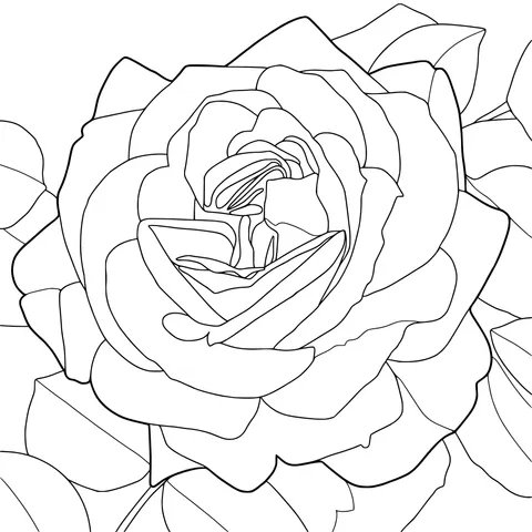 An Orange Rose