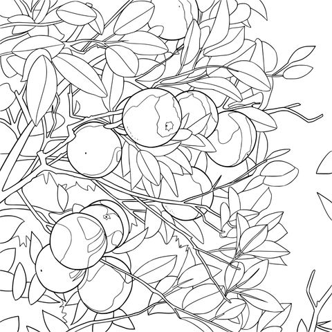 Orange tree laden with fruits