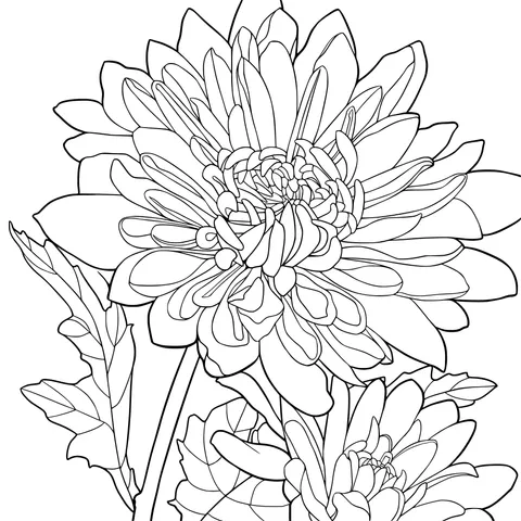 Charming Pink Dahlia