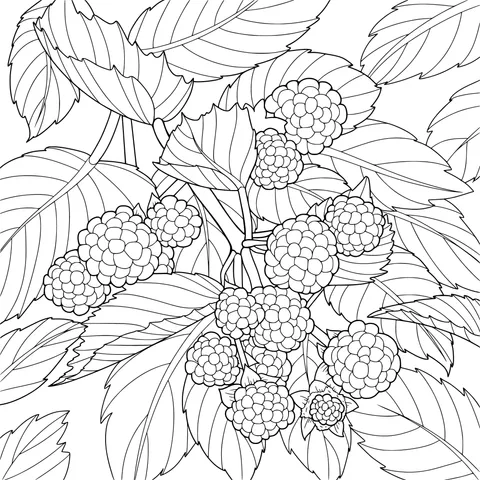 Raspberries on the Branch
