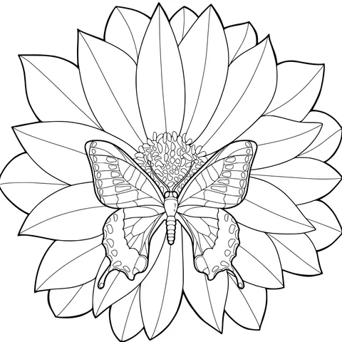 Butterfly on the Flower