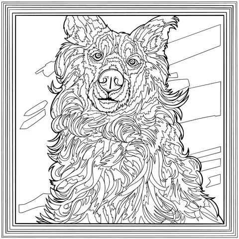 A portrait of a Border Collie