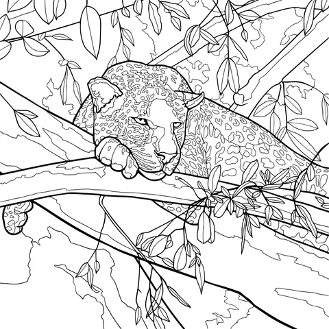 Leopard on the Tree