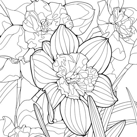 Blooming Daffodils