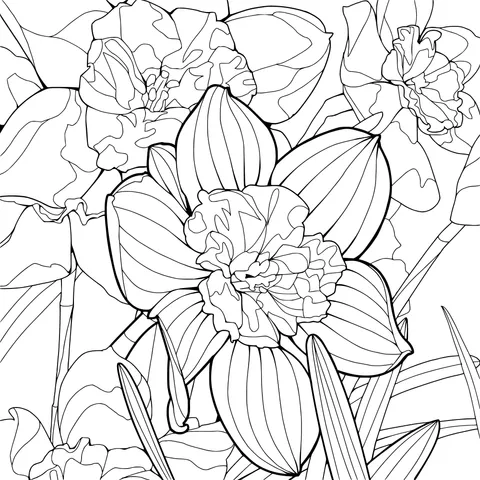 Blooming Daffodils