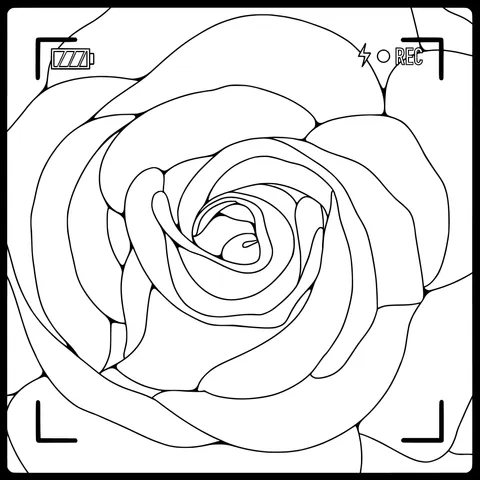 Dreamy Pink Rose
