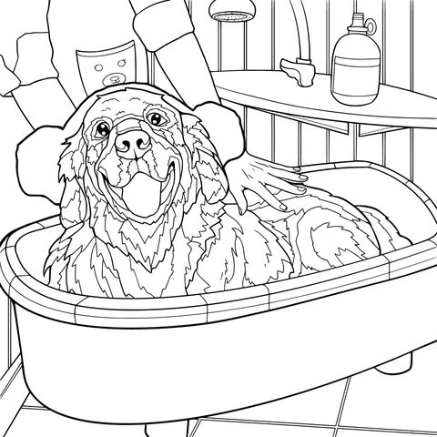 犬を洗う