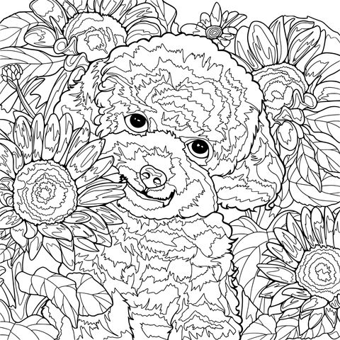 Cachorro Teddy entre Girasóis