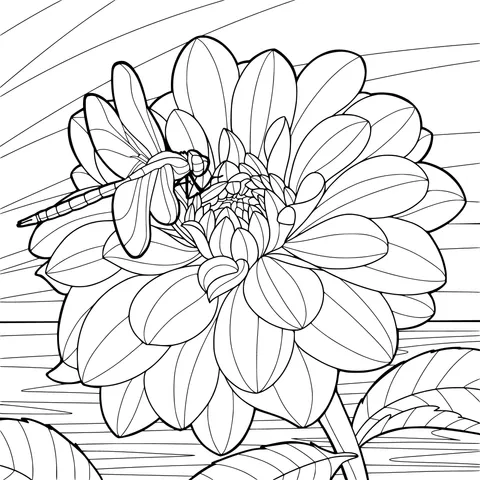 Dragonfly perching on a dahlia