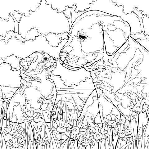 Un perro y un gato mirándose