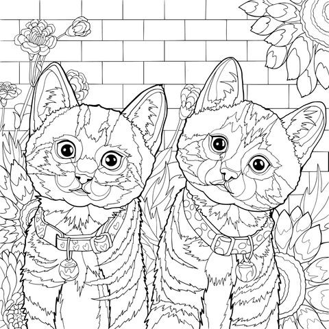 两只戴项圈的可爱猫咪