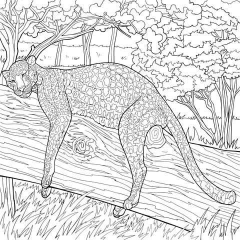 在原木上休憩的猎豹