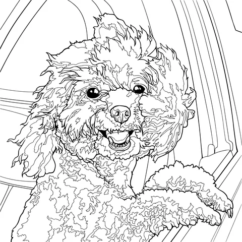 Cute curly - haired dog