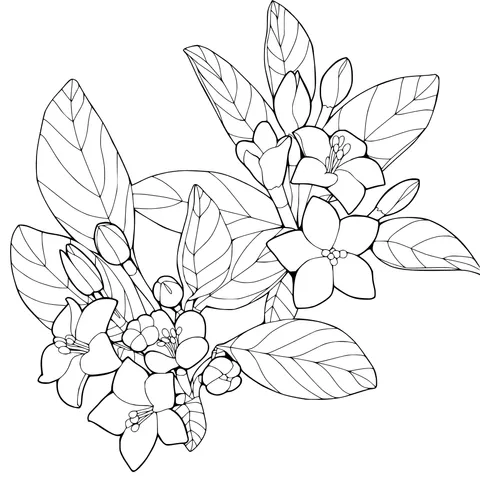 Fragrant White - flowered Plant