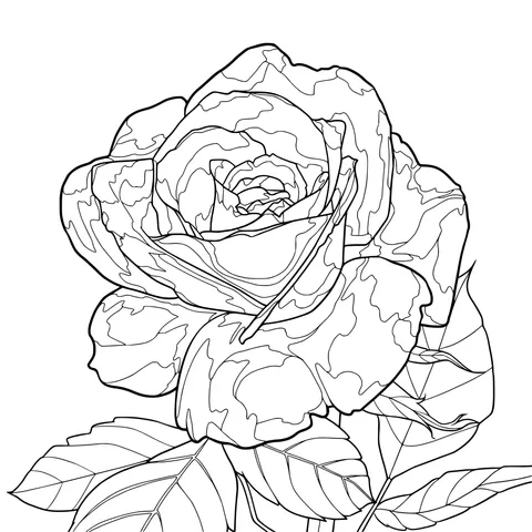 Dreamy Blue Rose