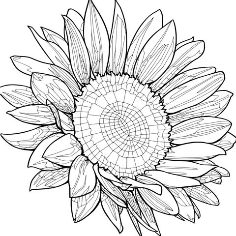 向日葵插画