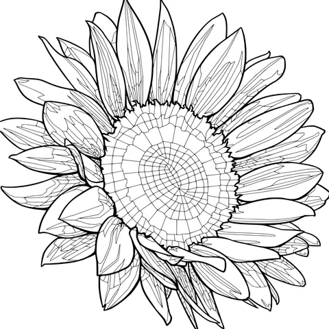 Sunflower Illustration