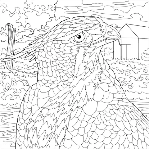 A Colorful Hawk in a Rural Scene