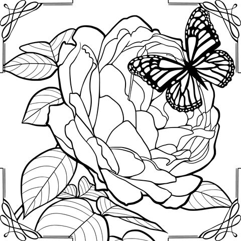 Rosa y mariposa