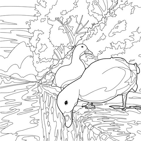 Ducks by the Shore