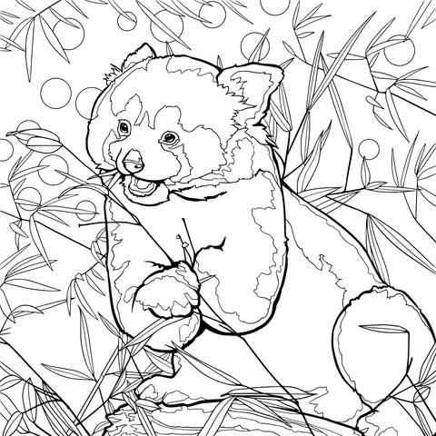 Red panda