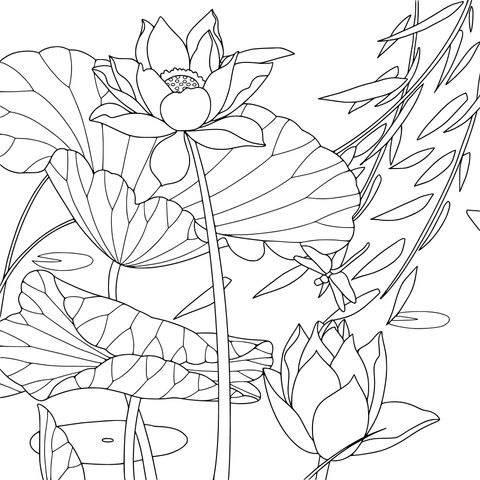 荷花与蜻蜓