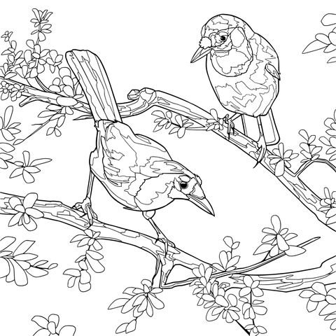 Dos pájaros coloridos en una rama