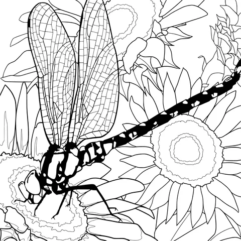 Dragonfly on Sunflowers