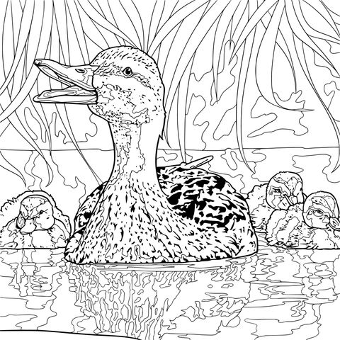 Mãe Pato e Piquinhos