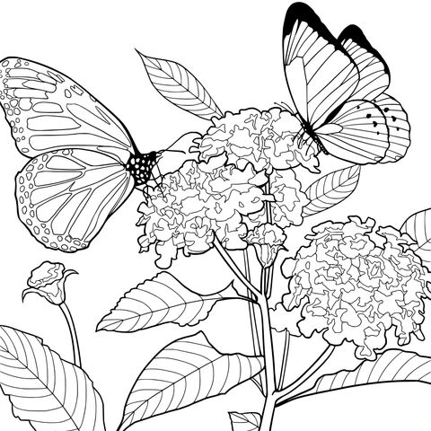 蝴蝶与繁花
