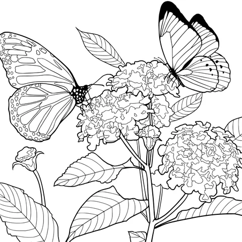 Butterflies and Blooming Flowers