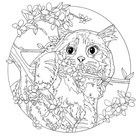 猫咪与繁花