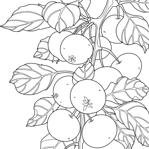 Fruits and Green Leaves on the Branch