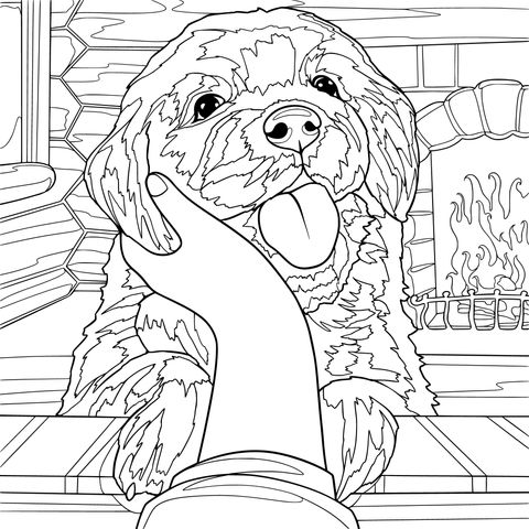 抚摸金毛犬