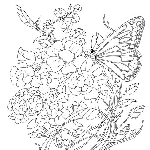花卉与蝴蝶插画