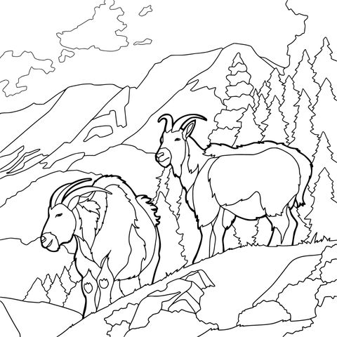 山间的山羊
