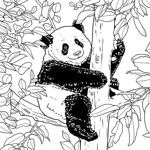 树上的熊猫